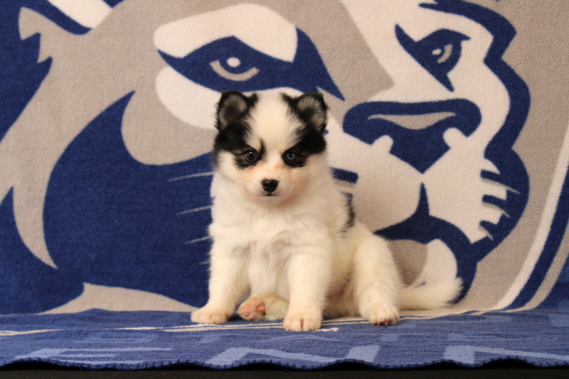 puppy, for, sale, Pomsky, Matthew B. Stoltzfus, dog, breeder, Gap, PA, dog-breeder, puppy-for-sale, forsale, nearby, find, puppyfind, locator, puppylocator, aca